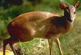 Hunting the Royal Antelope in Africa Hunting the Royal Antelope in Africa