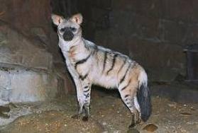 Hunting Aardwolf in Africa Hunting Aardwolf in Africa