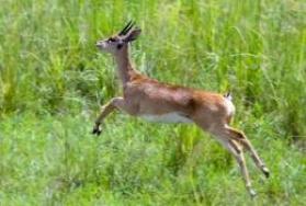 Hunting Oribi in Africa Hunting Oribi in Africa