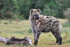 Hunting Hyena in Africa Hunting Hyena in Africa