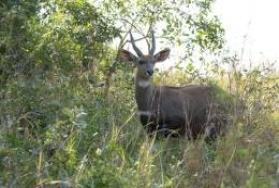 Hunting Bushbuck in Africa Hunting Bushbuck in Africa