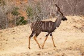 Hunting Lesser Kudu in Africa Hunting Lesser Kudu in Africa