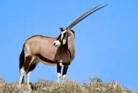 Gemsbok Hunting in Africa Gemsbok Hunting in Africa