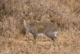 Hunting Guenther's Dik Dik in Africa Hunting Guenther's Dik Dik in Africa