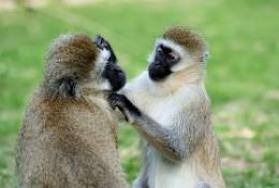 Hunting Vervet Monket in Africa Hunting Vervet Monket in Africa