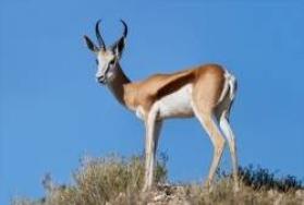 Hunting Springbok in Africa Hunting Springbok in Africa