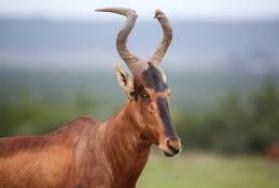 Hunting Red Hartebeest in Africa Hunting Red Hartebeest in Africa