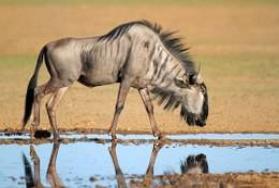 Hunting Blue Wildebeest in Africa Hunting Blue Wildebeest in Africa
