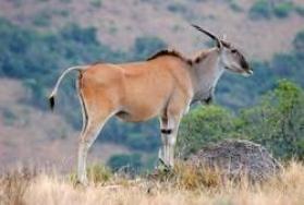 Hunt Eland in Africa Hunt Eland in Africa