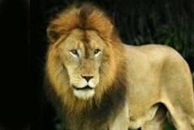 Lion Hunting in Africa Lion Hunting in Africa