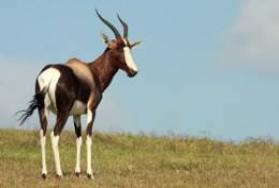 Hunting bontebok in Africa Hunting bontebok in Africa