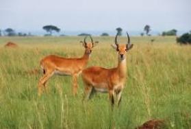 Hunting Common Reedbuck in Africa Hunting Common Reedbuck in Africa