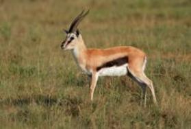 Hunting Thomson's Gazelle in Africa Hunting Thomson's Gazelle in Africa