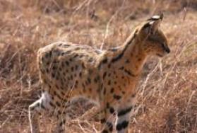 Hunting Serval in Africa Hunting Serval in Africa