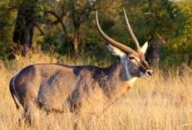 Hunting Waterbuck in Africa Hunting Waterbuck in Africa