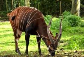 Hunting Bongo in Africa Hunting Bongo in Africa