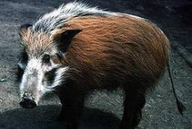 Bushpig Hunt on Bait in South Africa Bushpig Hunt on Bait in South Africa