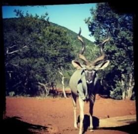 Giant kudu caught on trailcam