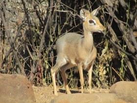 an aklert Damara dik-dik