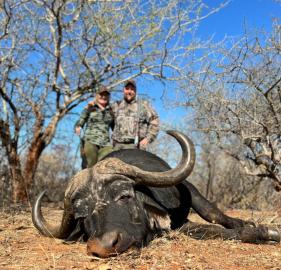 Trophy Cape buffalo Bull