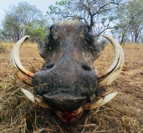 A big warthog trophy