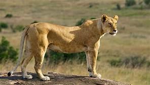 South Africa Spot & Stalk Lioness Hunting Safari 1