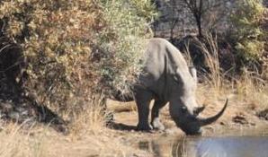 Hunt for Rhinoceros in South Africa 4