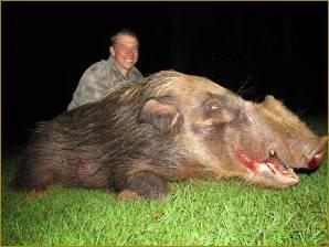 Trophy bushpig in South Africa