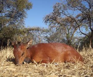 Trophy Red Duiker in Limpopo