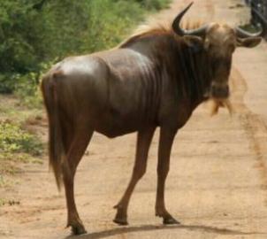 Golden Wildebeest Bull