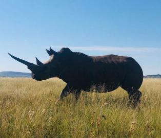 30-32 inch white rhino cow