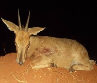 Predator Call Grey Duiker