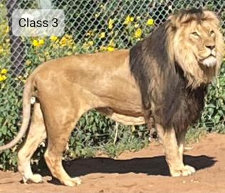Lion Hunt in the Kalahari Desert 6