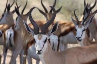 Springbok Herd