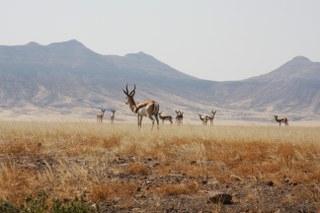 Springbok on the plains