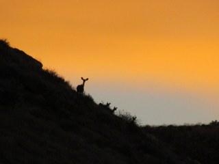 Sunset on dik-dik safari