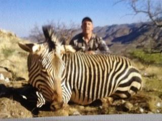 Mountain Zebra trophy