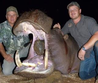 A good trophy free-ranging hippo.