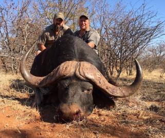 Trophy buffalo hunted in South Africa