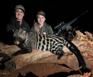 Cheap Nighttime Civet Hunt