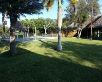 South Africa Free-Range Lion 7