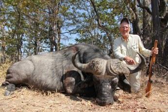 Hard Boss Cape Buffalo Bull in Zambia