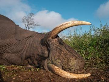 Elephant Hunt in Zimbabwe 9