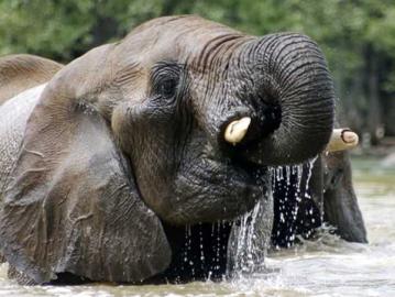ELEPHANT HUNT IN NAMIBIA 8