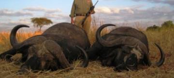 Two big Cape buffalo bull trophies from Maasailand