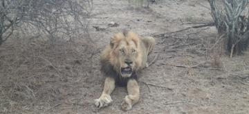 hunt free range lion in Africa