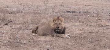 hunt wild lion on bait