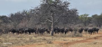 cape buffalo herd hunt in south africa