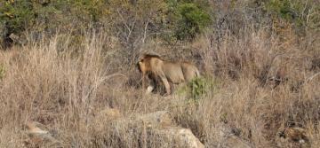 lion hunting on bait