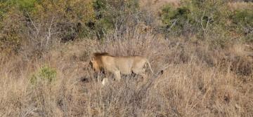 hunt lion next to kruger national park